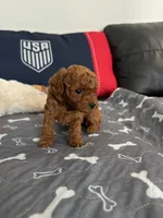 Bonnie, a female Poodle - Toy  for sale in Miami, FL – 2 of 5