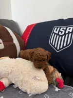 Bonnie, a female Poodle - Toy  for sale in Miami, FL – 4 of 5