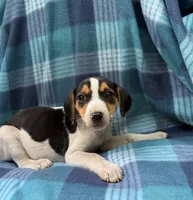 Female#2, a female Beagle for sale in Pittsfield, MA – 2 of 2