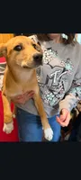 Lab shepherd , a female Labrador Retriever for sale in Pittsfield, MA – 2 of 2