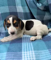 Male #2, a male Beagle for sale in Pittsfield, MA – 1 of 2