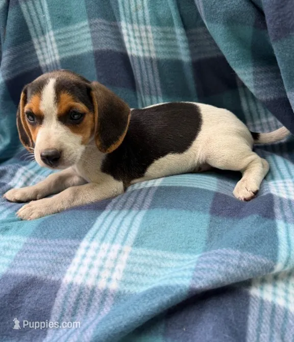 Male #1 – Beagle puppy for sale in Pittsfield, MA