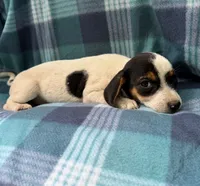 Female#1, a female Beagle for sale in Pittsfield, MA – 2 of 2