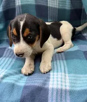 Male#3, a male Beagle for sale in Pittsfield, MA – 2 of 2