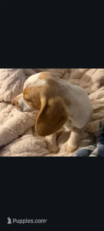 Lemon Female – Beagle puppy for sale in Pittsfield, MA