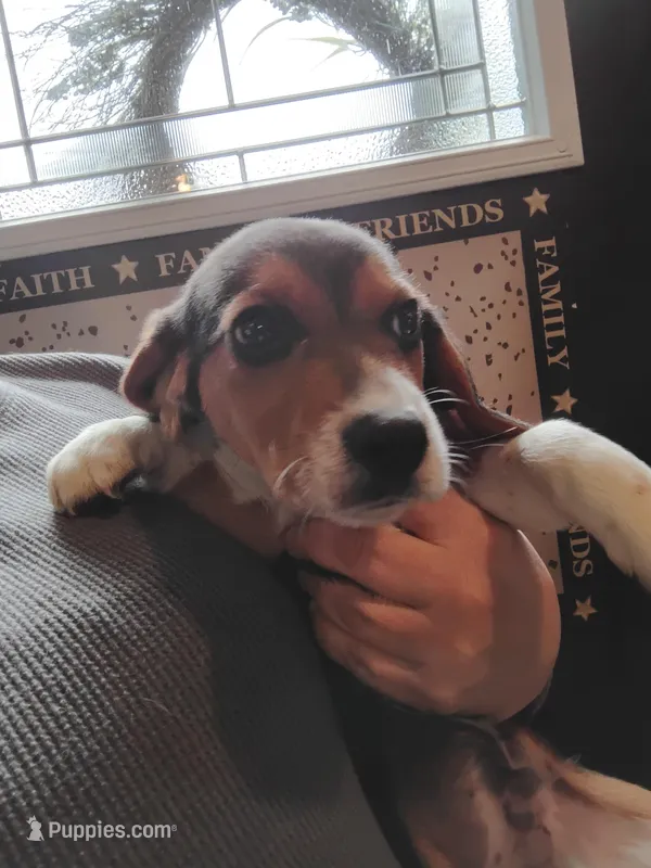 Tri color male – Beagle puppy for sale in Pittsfield, MA