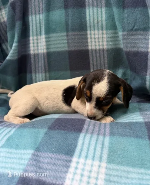 Female#1 – Beagle puppy for sale in Pittsfield, MA