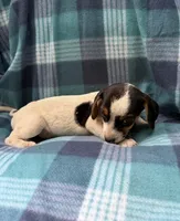 Female#1, a female Beagle for sale in Pittsfield, MA – 1 of 2