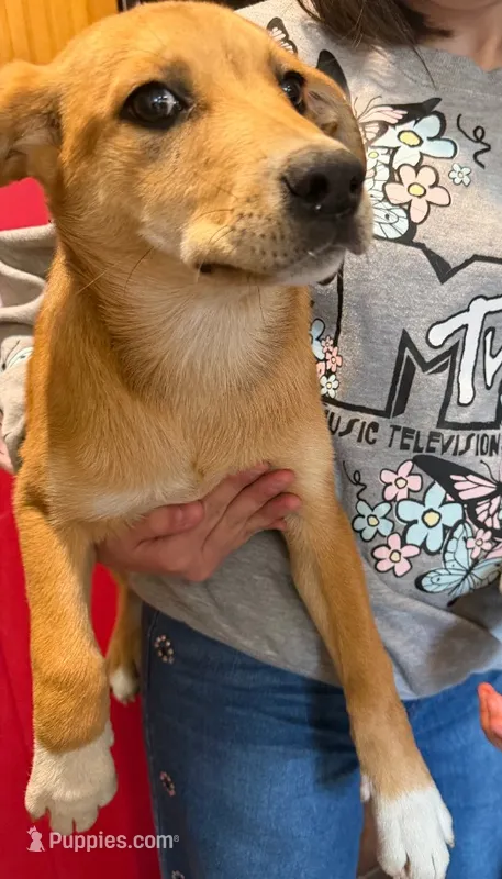 Lab shepherd  – Labrador Retriever puppy for sale in Pittsfield, MA