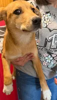 Lab shepherd , a female Labrador Retriever for sale in Pittsfield, MA – 1 of 2