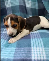 Male #1, a male Beagle for sale in Pittsfield, MA – 2 of 2