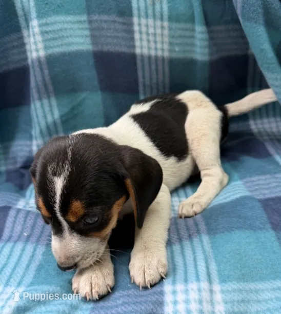 Male#3 – Beagle puppy for sale in Pittsfield, MA