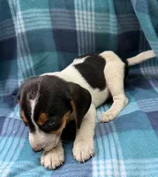 Male#3, a male Beagle for sale in Pittsfield, MA – 1 of 2