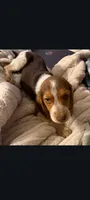 Chocolate Female , a female Beagle for sale in Pittsfield, MA – Photo 2 of 3