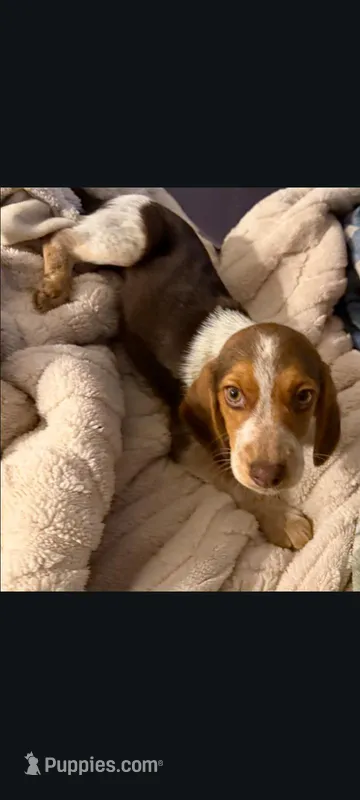 Chocolate Female  – Beagle puppy for sale in Pittsfield, MA