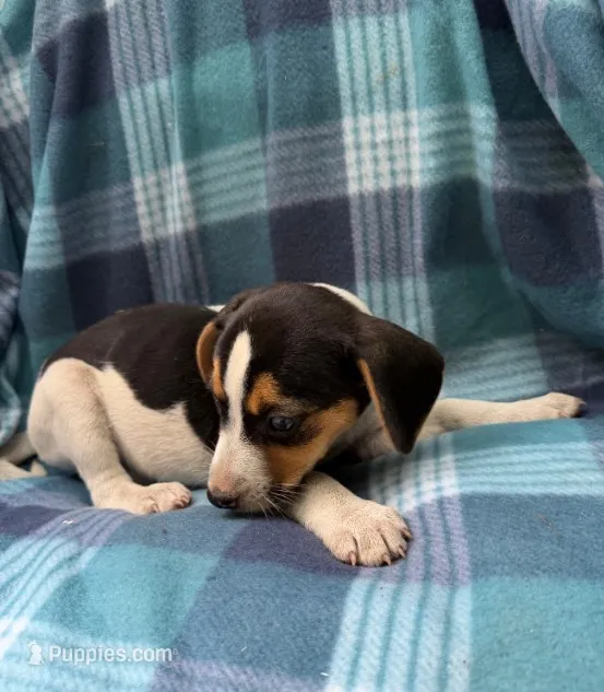 Female#2 – Beagle puppy for sale in Pittsfield, MA