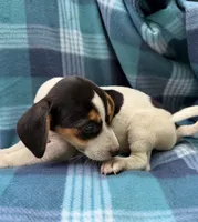 Male #2, a male Beagle for sale in Pittsfield, MA – 2 of 2