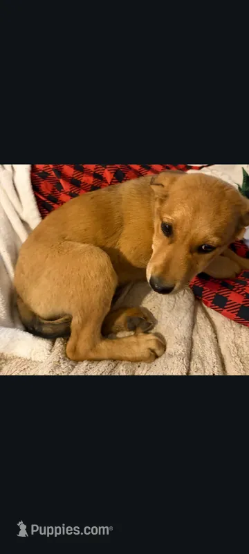 Lab shepherd puppies, a male Labrador Retriever for sale in Pittsfield, MA – 1 of 1