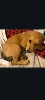 Lab shepherd puppies, a male Labrador Retriever for sale in Pittsfield, MA – 1 of 1
