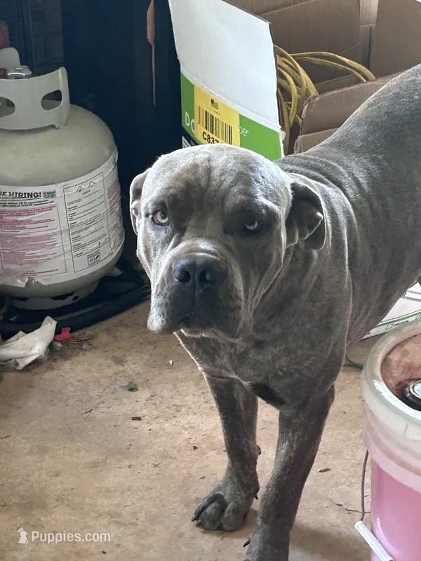 Luther  – Cane Corso puppy for sale in Toccoa, GA