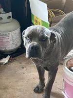 Luther , a male Cane Corso for sale in Toccoa, GA – 1 of 1