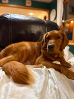 Purple collar, a female Goldendoodle for sale in Wilmington, OH – 3 of 3