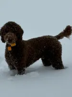 Purple collar, a female Goldendoodle for sale in Wilmington, OH – 2 of 3