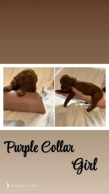 Purple collar – Goldendoodle puppy for sale in Wilmington, OH