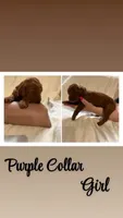 Purple collar, a female Goldendoodle for sale in Wilmington, OH – 1 of 3