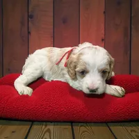 Maverick red collar , a male Cavapoo for sale in Louisa, VA – Photo 1 of 4