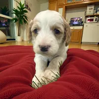 Maverick red collar , a male Cavapoo for sale in Louisa, VA – Photo 4 of 4