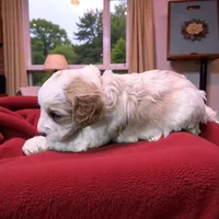 Maverick red collar , a male Cavapoo for sale in Louisa, VA – Photo 3 of 4