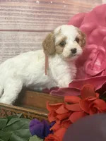 Taylor, pink Collar , a female Cavapoo for sale in Louisa, VA – Photo 1 of 4