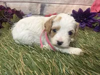 Taylor, pink Collar , a female Cavapoo for sale in Louisa, VA – Photo 4 of 4