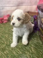 Taylor, pink Collar , a female Cavapoo for sale in Louisa, VA – Photo 2 of 4