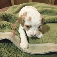 Joker Green Collar, a male Cavapoo for sale in Louisa, VA – Photo 2 of 4