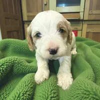 Joker Green Collar, a male Cavapoo for sale in Louisa, VA – Photo 1 of 4