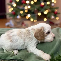Joker Green Collar, a male Cavapoo for sale in Louisa, VA – Photo 4 of 4