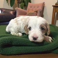 Joker Green Collar, a male Cavapoo for sale in Louisa, VA – Photo 3 of 4