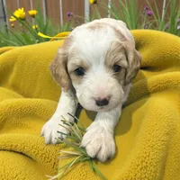 processed/1f8483cf-0a48-46e5-ae42-e8a04cc289d4/listing/d40ae5b5-a291-4a74-82c2-44a435421884/128773f0-86e6-4cd5-b472-27495ef48d72