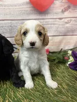 processed/1f8483cf-0a48-46e5-ae42-e8a04cc289d4/listing/d40ae5b5-a291-4a74-82c2-44a435421884/6a30565a-252a-4819-af24-66bf3d348edb