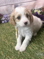 processed/1f8483cf-0a48-46e5-ae42-e8a04cc289d4/listing/d40ae5b5-a291-4a74-82c2-44a435421884/7f0f0751-3522-4e2e-bc89-58a3ce6adfee