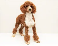 Palmer, a male Miniature Labradoodle for sale in Millerstown, PA – 6 of 7