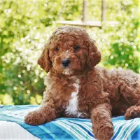 Palmer, a male Miniature Labradoodle for sale in Millerstown, PA – 2 of 7