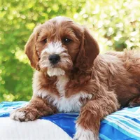 Paxton, a male Miniature Labradoodle for sale in Millerstown, PA – 3 of 6