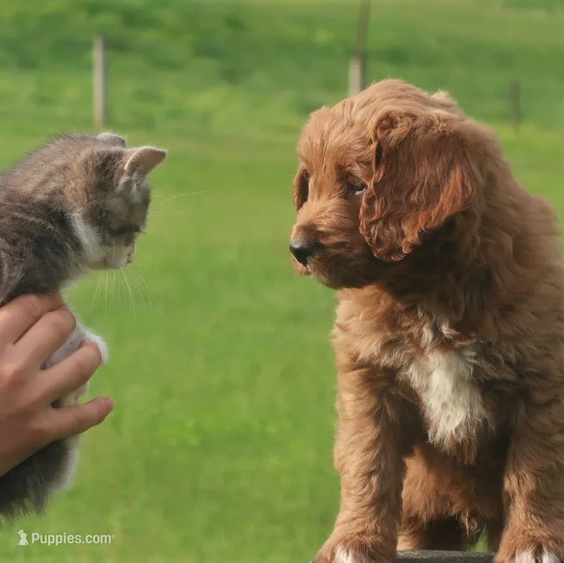 Parker – Miniature Labradoodle puppy for sale in Millerstown, PA