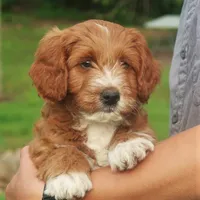 Pierre, a male Miniature Labradoodle for sale in Millerstown, PA – 2 of 5