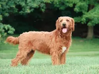 Paxton, a male Miniature Labradoodle for sale in Millerstown, PA – 5 of 6