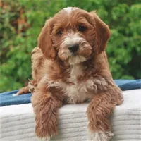 Paxton, a male Miniature Labradoodle for sale in Millerstown, PA – 2 of 6