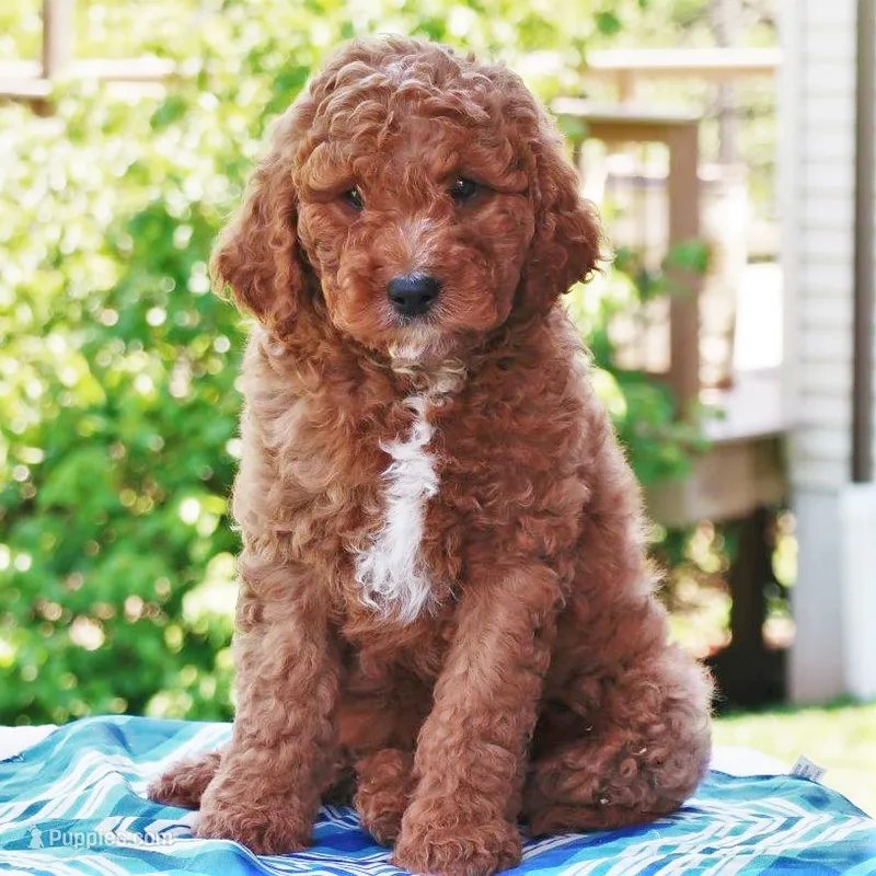 Palmer – Miniature Labradoodle puppy for sale in Millerstown, PA